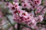Blossom Festival October